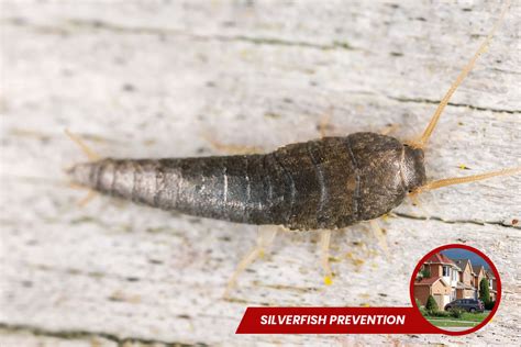 Silverfish Removal Richmond Hill Icon Pest Pest And Wildlife Control