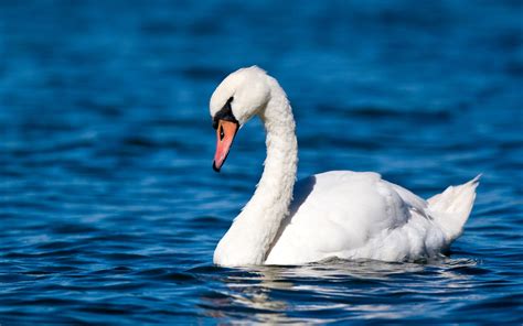 Mute Swan Full Hd Wallpaper And Background Image