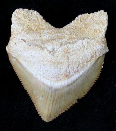 Large Squalicorax Crow Shark Fossil Tooth 19276 For Sale