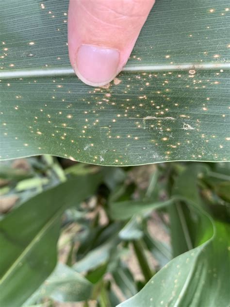 Corn Disease Update July 12 2020 Mississippi Crop Situation