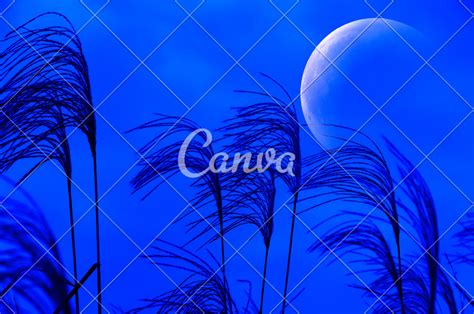 Moon And Japanese Pampas Grass Photos By Canva