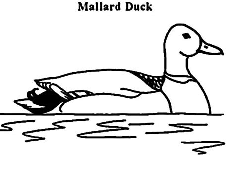 M Is For Mallard Duck Coloring Pages Color Luna