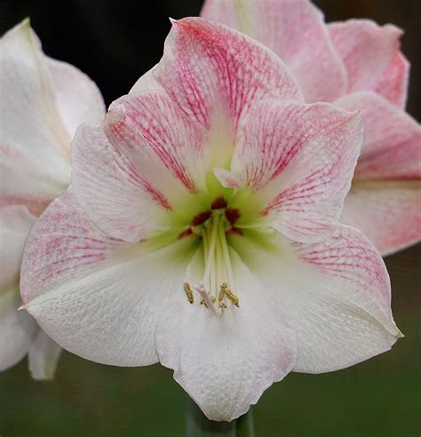 Photo Of The Bloom Of Amaryllis Hippeastrum Cherry Blossom Posted