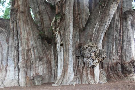 El Tule Milenario árbol Considerado El Más Ancho Del Mundo En México