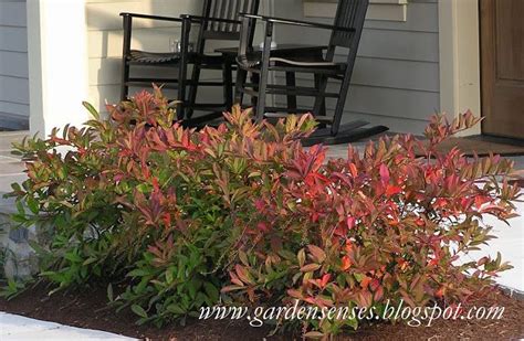 Garden Sense Fall Color Shrubs Backyard Plants Landscaping Plants