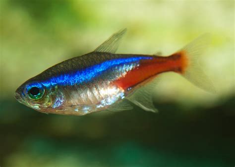 Neon Tetra Individual Add To Your Aquarium The Ifish Store The