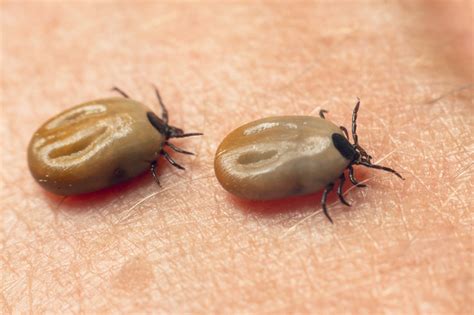 La Nueva Prueba De La Enfermedad De Lyme ¿cómo Funciona