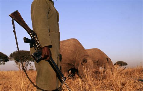 Rhino Poaching In South Africa Reaches Highest Ever Levels In 2010 Wwf