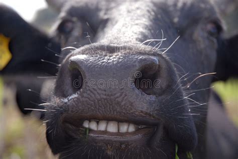 Smiling Cow Funny Picture Of Almost Laughing Cow Sponsored Cow Smiling Funny