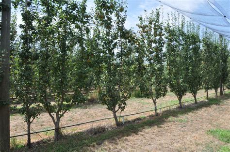 Trees can be trained in a number of different ways. Pear planting systems experiments - HIN