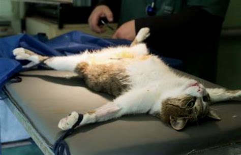 Neutering cats is done under anesthesia. Free Cat Spaying Near Me - Cat and Dog Lovers
