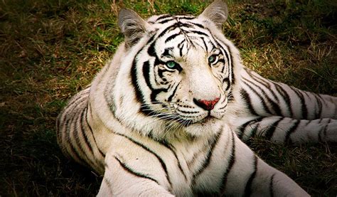 Albino Siberian Tiger