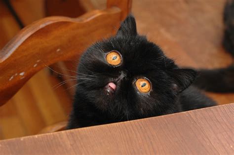 Black Cat With Amazing Orange Eyes Those Mysterious