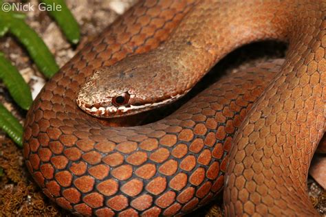 White Lipped Snake Drysdalia Coronoides Photographed Nea Flickr