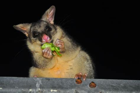 The Science That Stops Possums Eating Your Garden Life Begins At
