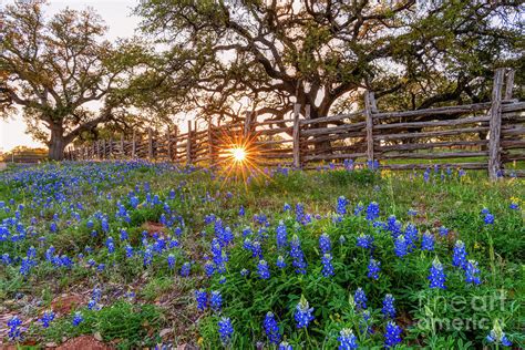 Bluebonnet Sunset Through The Fence Photograph By Bee Creek Photography