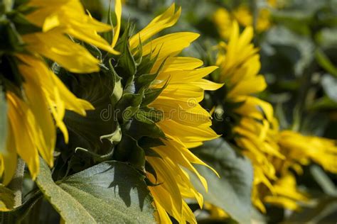 Sunflower Field With Flowers And Bees Stock Photo Image Of