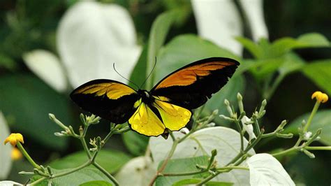 Nature Wallpaper In 4k With Picture Of Glasswing Butterfly On Red