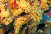 La margherita di mare, un corallo? No due - Villaggio Globale