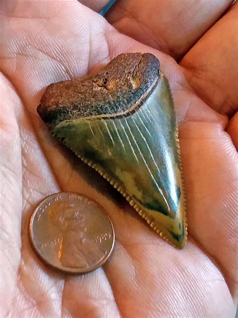 Roanoke Couple Finds Fossilized Great White Tooth On Kitty Hawk Beach