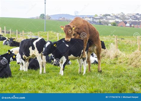 A Bull Mounting A Cow In A Field Of Cattle Stock Photo Image Of Hills