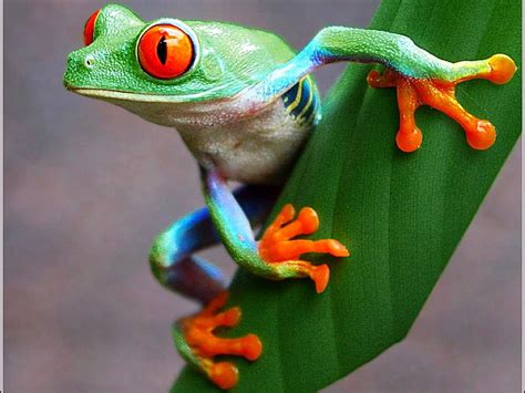 Colorful Frog Colorful Frog Bonito Hd Wallpaper Peakpx
