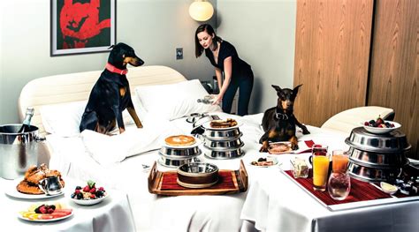 Here Are The 9 Best Luxury Pet Friendly Hotels In The Us
