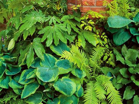 7 Gorgeous Shade Loving Plants The Garden Glove
