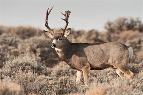Mule Deer Buck Yellowstone Nature Photography By D Robert Franz In