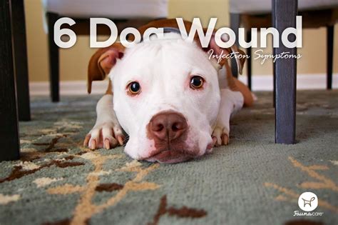6 Dog Wound Infection Symptoms Every Owner Should Know Fauna Care