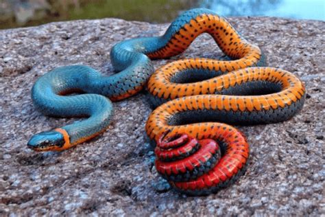 Tipos de serpientes Especies de serpientes y sus características