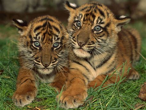 Cute Baby Animal Wallpapers Download Free