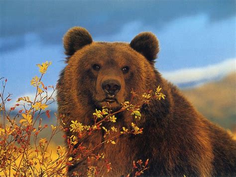 Brown Bear Wallpapers Fun Animals Wiki Videos Pictures Stories