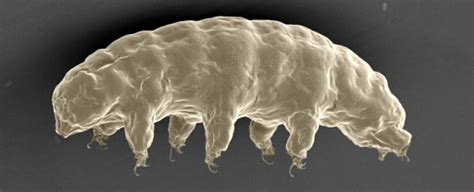 We Finally Know How Water Bears Became So Damn Unkillable Sciencealert