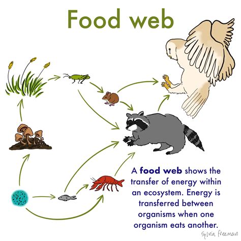 Food Web — Definition And Examples Expii