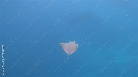 The Manta Ray Swims Fast Soars In The Water Flaps Its Wings Like A