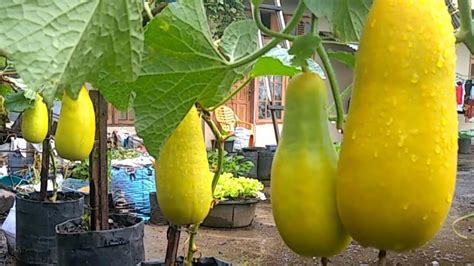 Cara Menanam Timun Suri Dari Biji Sampai Panen How To Grow Suri Cucumber From Seed To Harvest