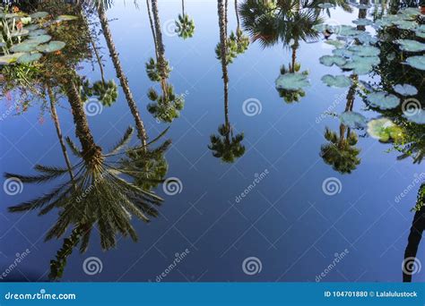 Palm Tree In Water Reflection With Water Rose Clear Pure View Stock