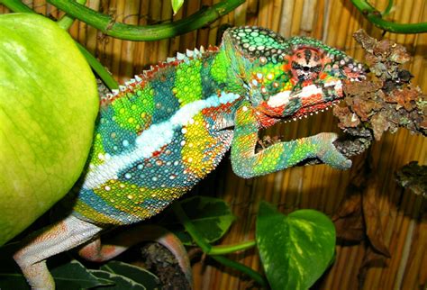 Are Chameleons Good Pets The Pros And Cons Of Owning One Chameleon School