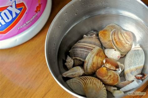 Use the toothbrush to remove any other particles help! How to Clean Seashells