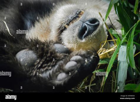 Giant Panda Sleeping Stock Photo Alamy