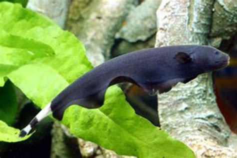 Black Ghost Knifefish Miscellaneous Tropicals Fish Smiths Aquarium