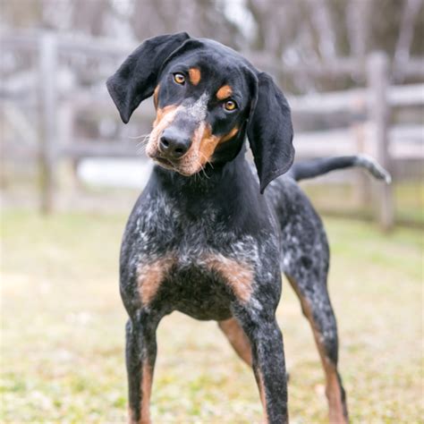 100 Coonhound Dog Names Ideas For Intelligent Hunting Dogs Pup Junkies