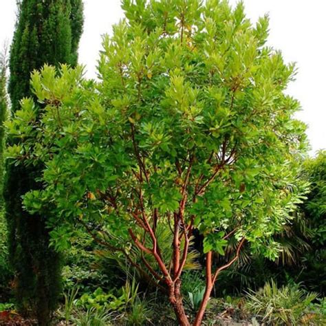 Strawberry Tree Arbutus Unedo Edible Fruit Live Plant 2 Etsy