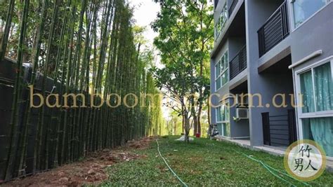 Smart Bamboo Plants Bamboo Whitsunday