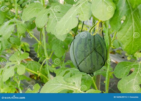 Organic Watermelon In Closed Building At Farm Stock Image Image Of