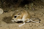 Ords Kangaroo Rat Photograph by James Zipp - Pixels