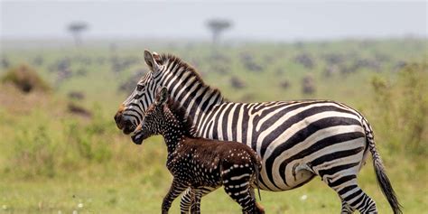 Rare Baby Zebra With Polka Dots Sighted In Maasai Mara