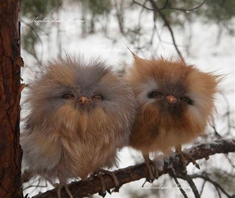 These Fluffy Baby Owls Cute Baby Owl Baby Owls Cute Animals
