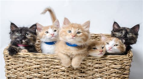 National Kitten Day Listen To These Kittens Meowing To Calm You Film